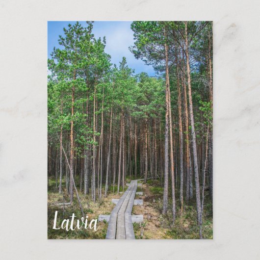 Wooden trail in pine forest briefkaart (Voorkant)