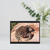 Woodhouse Toad Briefkaart (Staand voorkant)