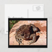 Woodhouse Toad Briefkaart (Voorkant / Achterkant)