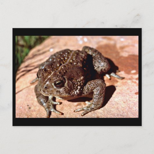 Woodhouse Toad Briefkaart (Voorkant)