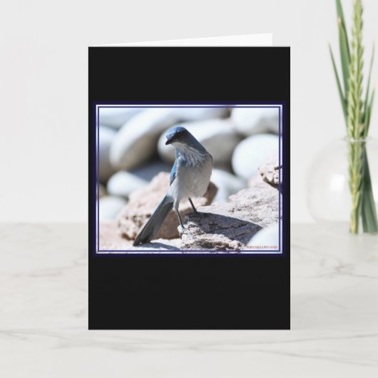 Woodhouse's Scrub-Jay modelleren voor de camera. Kaart (Voorkant)