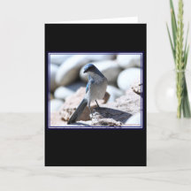 Woodhouse's Scrub-Jay modelleren voor de camera.