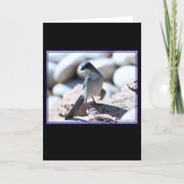 Woodhouse's Scrub-Jay modelleren voor de camera. Kaart