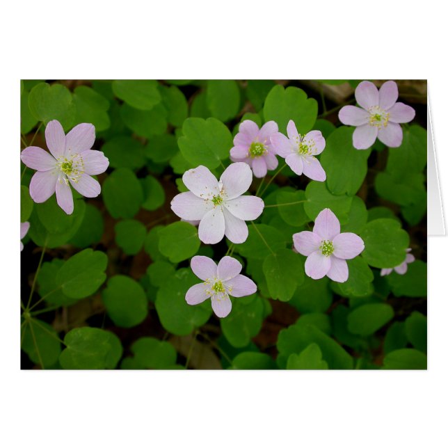 Woodland Anemones (Voorkant Horizontaal)