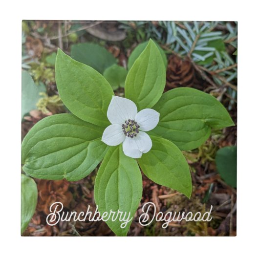 Woodland Bunchberry Dogwood Floral Tegeltje (Voorkant)