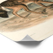 Woodland (Canis lupus) Poster (Hoek)