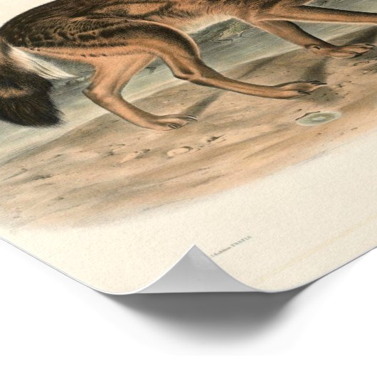 Woodland (Canis lupus) Poster (Hoek)