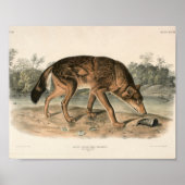 Woodland (Canis lupus) Poster (Voorkant)