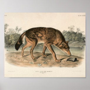 Woodland (Canis lupus) Poster