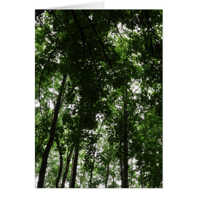 Woodland Canopy 01 (Voorkant)