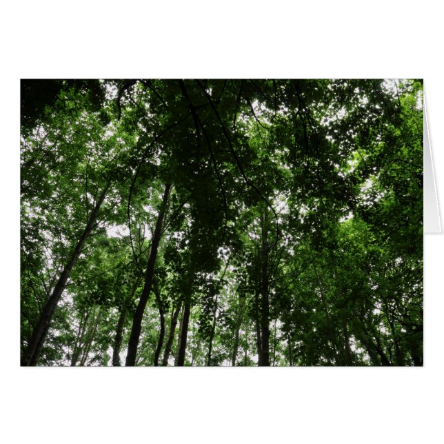 Woodland Canopy 01 (Voorkant Horizontaal)