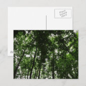 Woodland Canopy 01 Briefkaart (Voorkant / Achterkant)