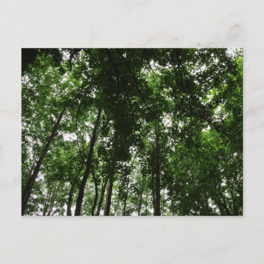 Woodland Canopy 01 Briefkaart (Voorkant)