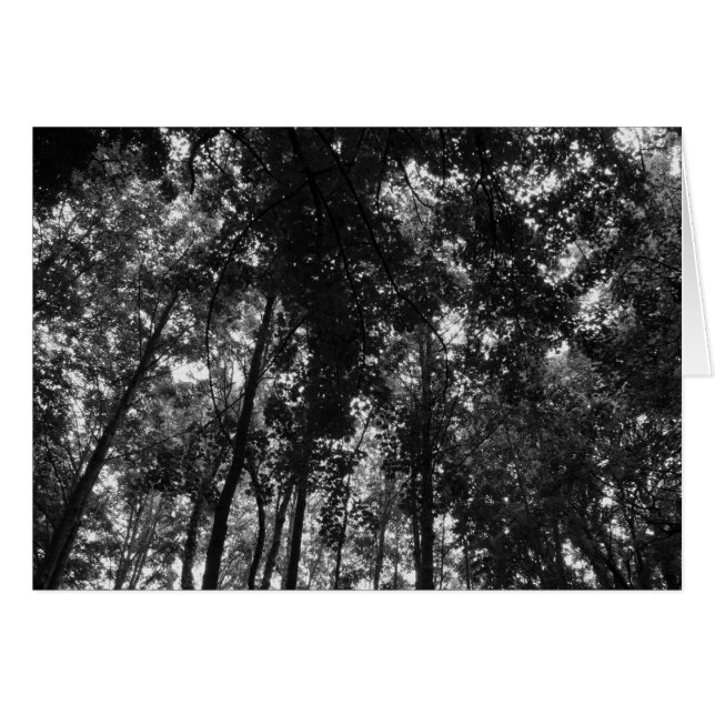 Woodland Canopy 01 BW (Voorkant Horizontaal)