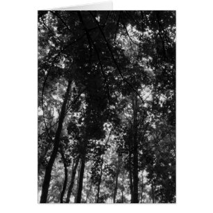 Woodland Canopy 01 BW