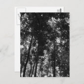 Woodland Canopy 01 BW Briefkaart (Voorkant / Achterkant)