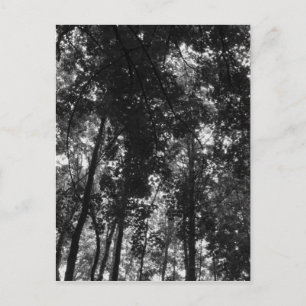 Woodland Canopy 01 BW Briefkaart