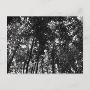Woodland Canopy 01 BW Briefkaart