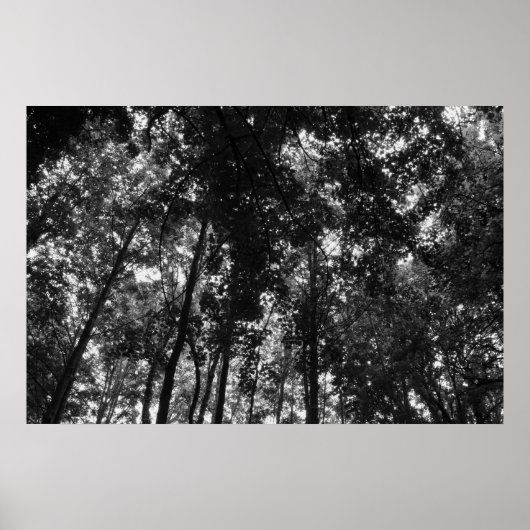 Woodland Canopy 01 BW Poster (Voorkant)