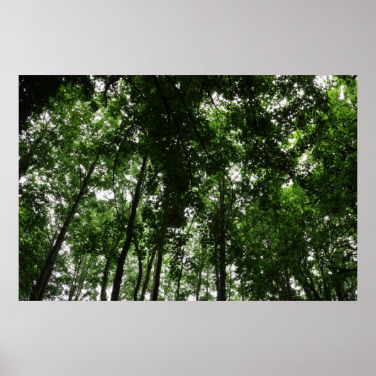 Woodland Canopy 01 Poster (Voorkant)