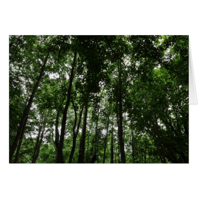 Woodland Canopy 02 (Voorkant Horizontaal)