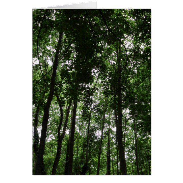 Woodland Canopy 02 (Voorkant)