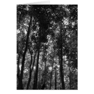 Woodland Canopy 02 BW