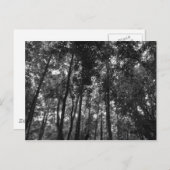 Woodland Canopy 02 BW Briefkaart (Voorkant / Achterkant)