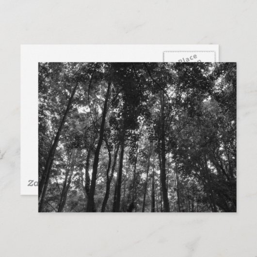 Woodland Canopy 02 BW Briefkaart (Voorkant / Achterkant)