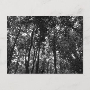 Woodland Canopy 02 BW Briefkaart