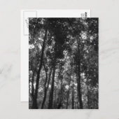 Woodland Canopy 02 BW Briefkaart (Voorkant / Achterkant)