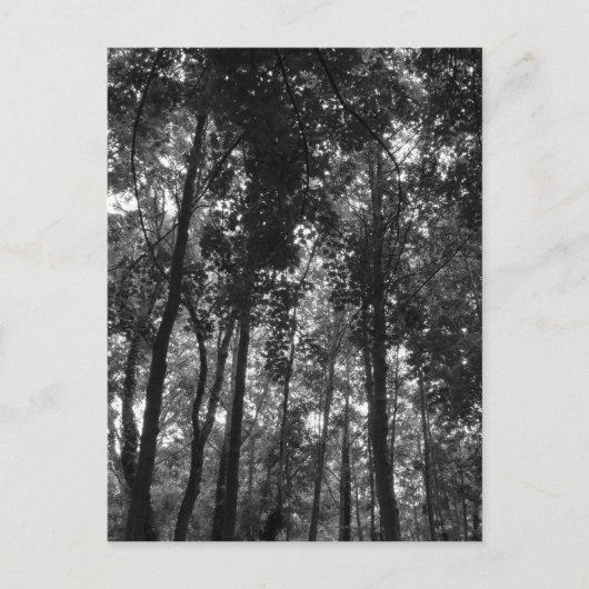 Woodland Canopy 02 BW Briefkaart (Voorkant)