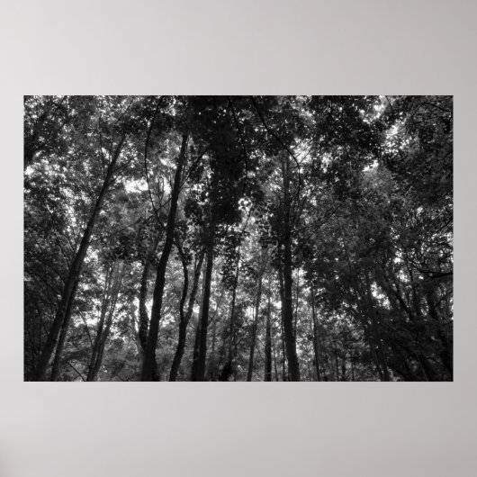 Woodland Canopy 02 BW Poster (Voorkant)