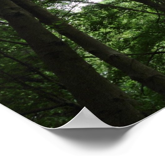 Woodland Canopy 02 Poster (Hoek)