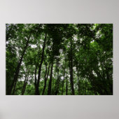 Woodland Canopy 02 Poster (Voorkant)