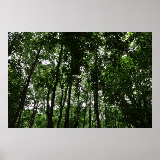 Woodland Canopy 02 Poster (Voorkant)