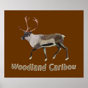 Woodland Cariou Poster