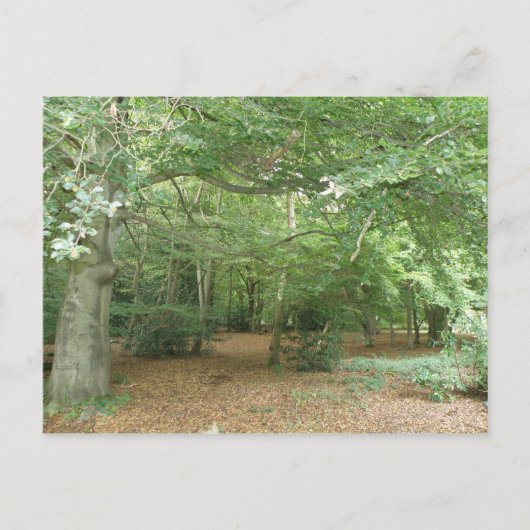 Woodland Clearing Briefkaart (Voorkant)