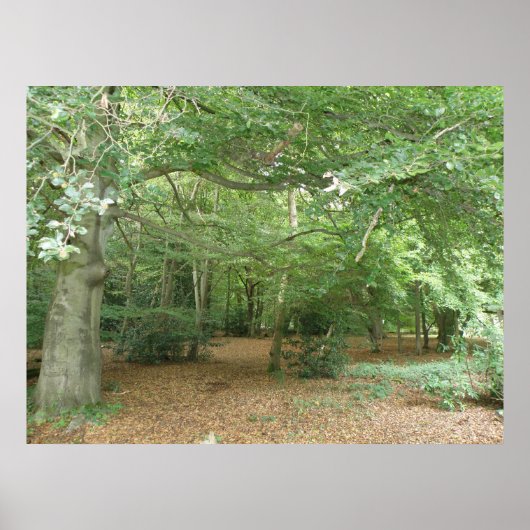 Woodland Clearing Print (Voorkant)