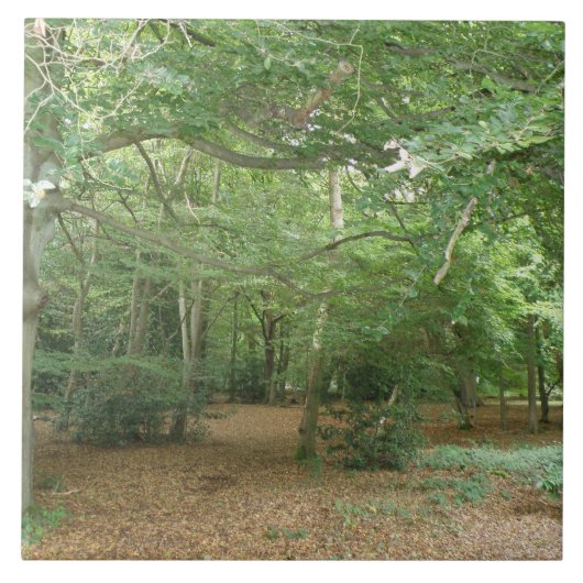 Woodland Clearing Tile Tegeltje (Voorkant)