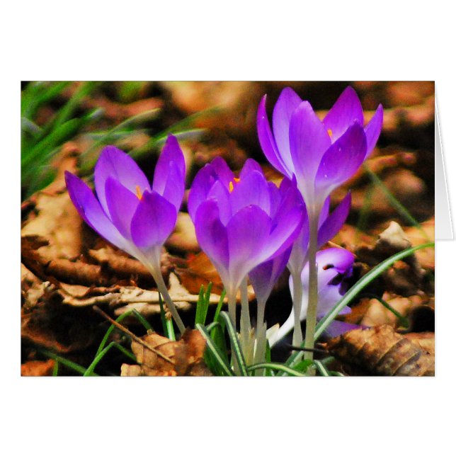 Woodland Crocuses (Voorkant Horizontaal)