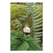 Woodland Flora Botanical Foto Afdruk (Voorkant)