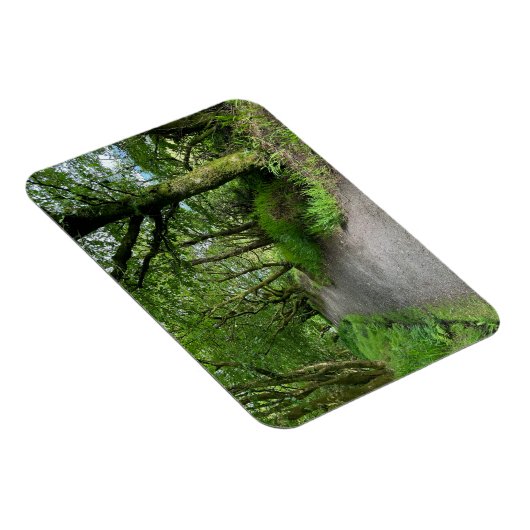 Woodland Footpath op het eiland Bute in Schotland  Magneet (Rechterzijde)