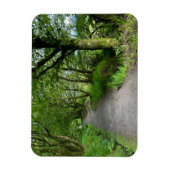 Woodland Footpath op het eiland Bute in Schotland Magneet (Verticaal)