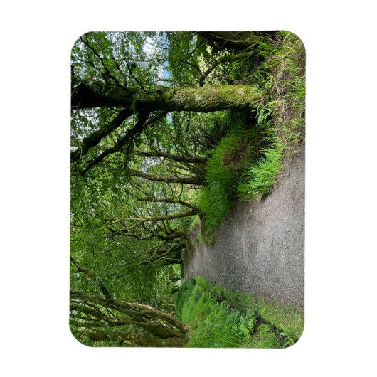 Woodland Footpath op het eiland Bute in Schotland  Magneet (Verticaal)