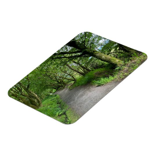Woodland Footpath op het eiland Bute in Schotland  Magneet (Linkerzijde)
