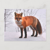 Woodland Fox briefkaart (Voorkant)