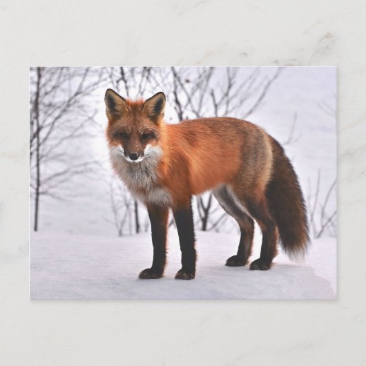 Woodland Fox briefkaart (Voorkant)