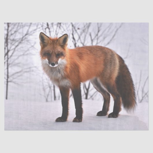 woodland fox tissue paper tissuepapier (Voorkant)