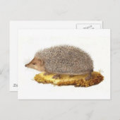 Woodland Hedegel Briefkaart (Voorkant / Achterkant)